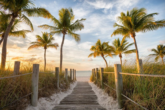 Palms to the beach