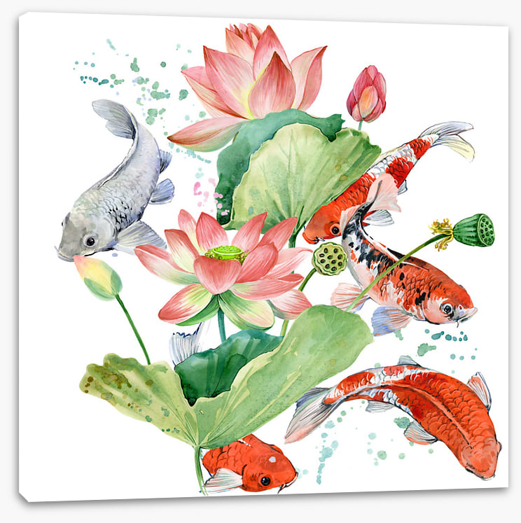 Pink lotus koi 1