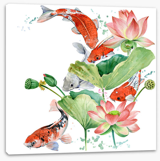 Pink lotus koi 2