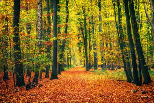 Path through autumn