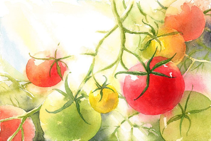 Vine ripened