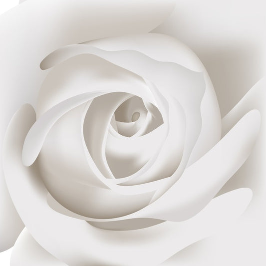 White rose whisper
