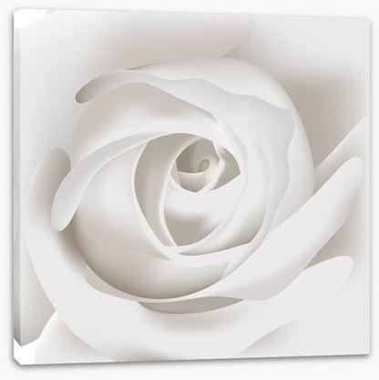 White rose whisper