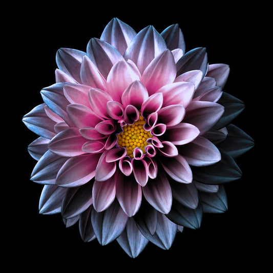 Heart of gold