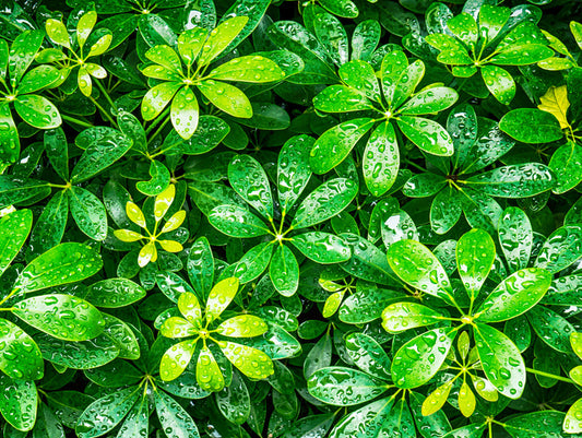 Showered in green