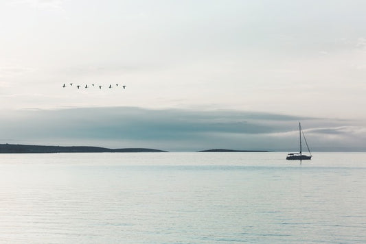 Following the birds