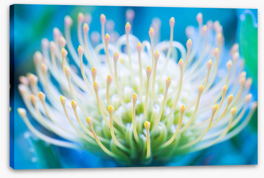 Pincushion flower