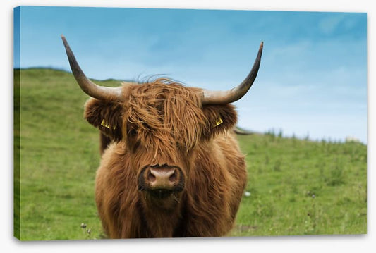 Highland hair