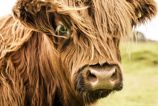 How now brown cow