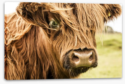 How now brown cow