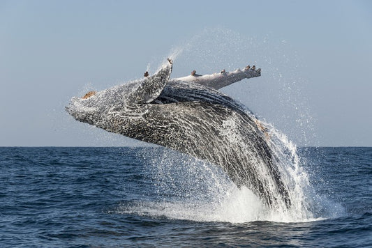Humpback splash