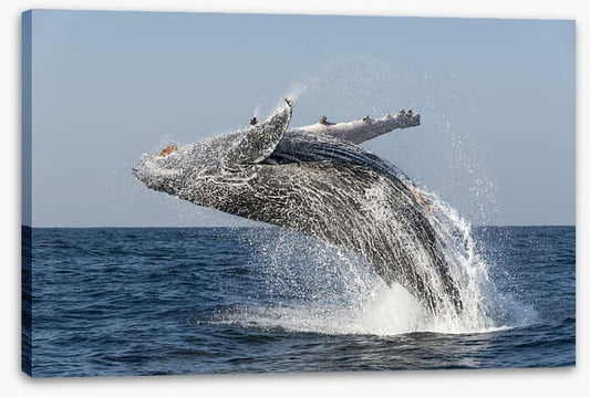 Humpback splash