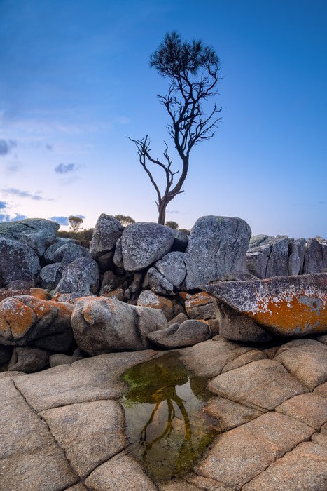 The Binalong Bay tree