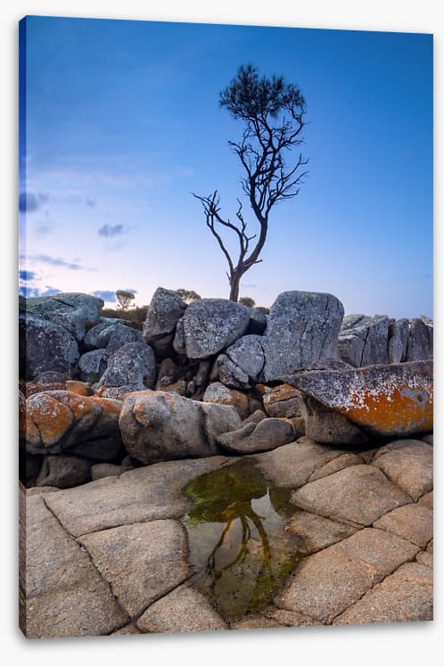The Binalong Bay tree