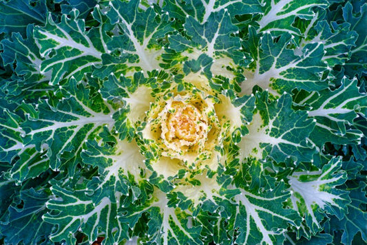 Leaves
