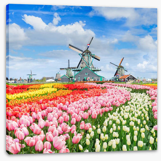Tulips and windmills