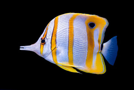 Fish / Aquatic