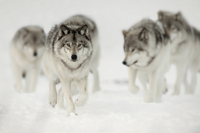 On the hunt