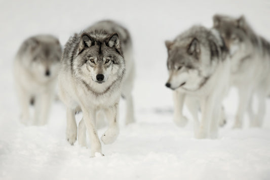 On the hunt