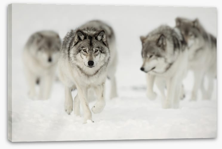On the hunt