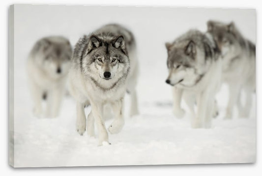 On the hunt
