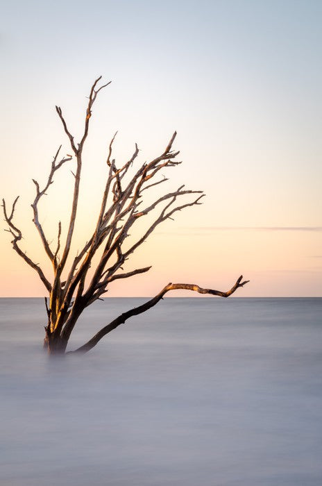 The skeleton tree