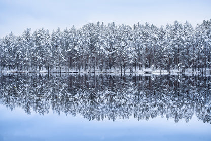 Frosty forest reflections