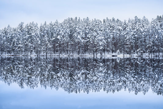 Frosty forest reflections