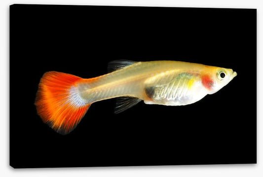 Fish / Aquatic