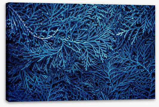 Forever in blue pines
