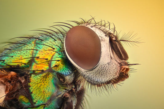 Insects