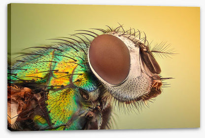 Insects
