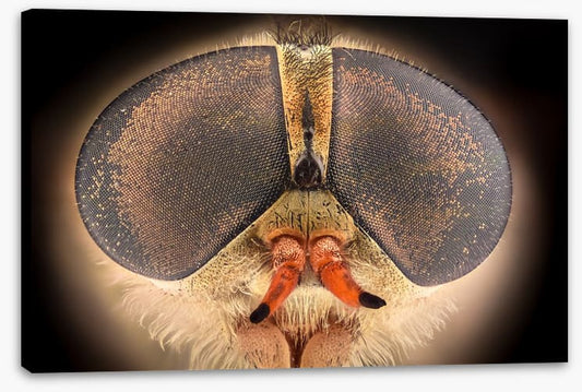Insects