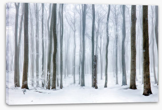 Snow forest stump