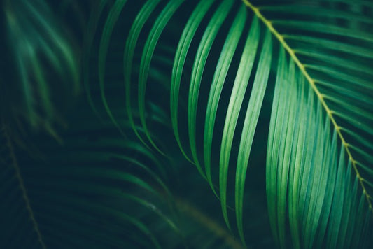 Midnight fronds