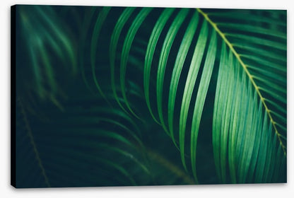 Midnight fronds