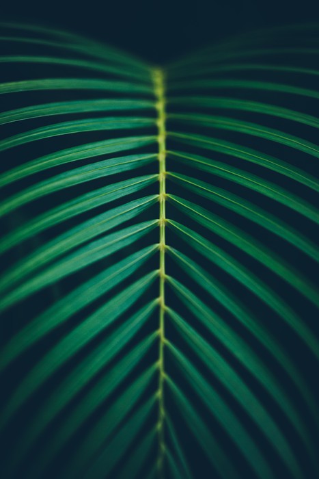 Midnight frond