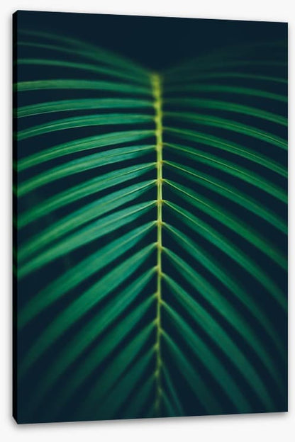 Midnight frond
