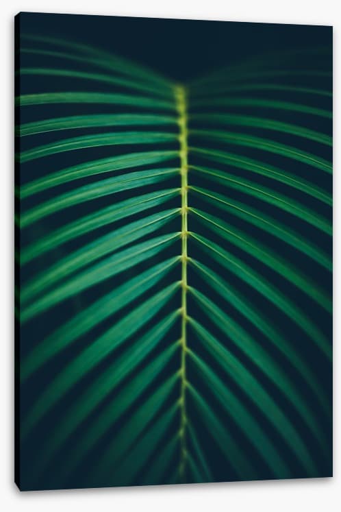 Midnight frond