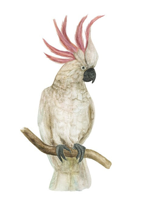 Pink crested cockatoo
