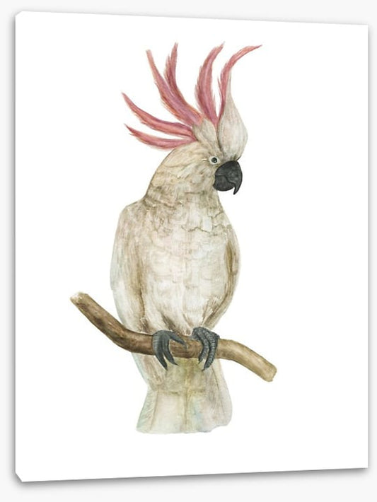 Pink crested cockatoo
