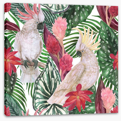 Cockatoo palms