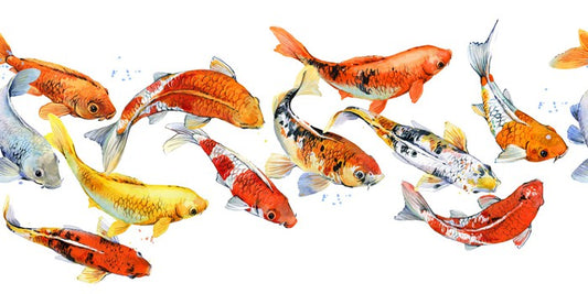 Follow the goldfish