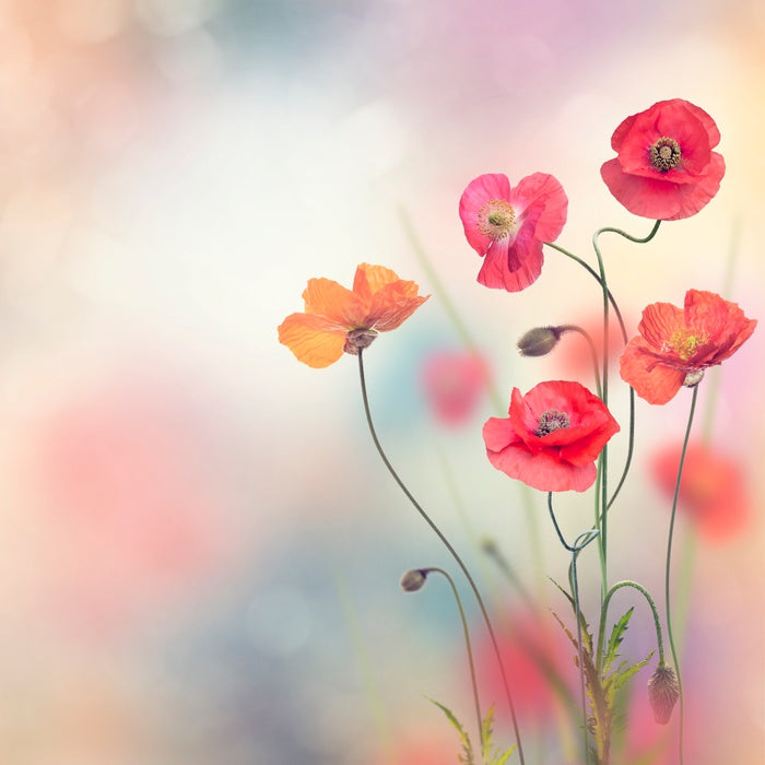 Five poppies