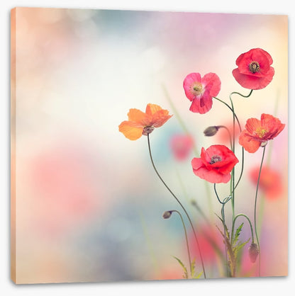 Five poppies