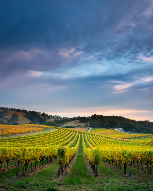 Fruit of the vines