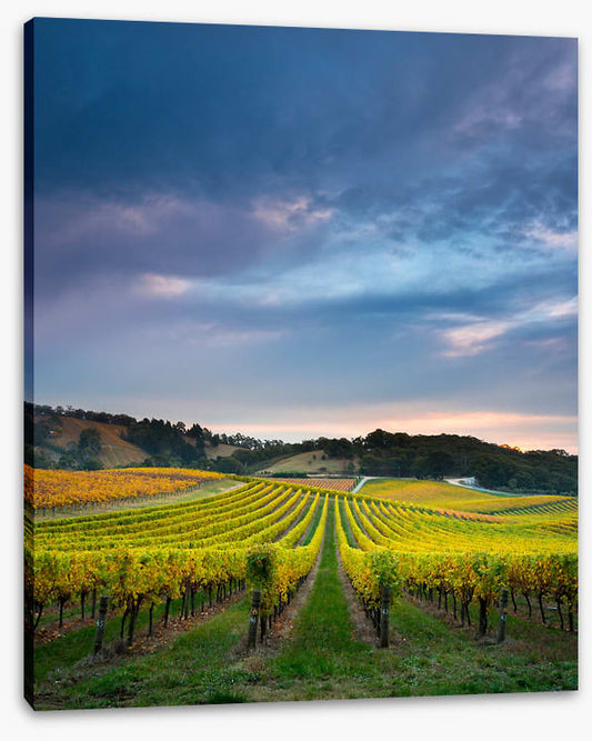Fruit of the vines