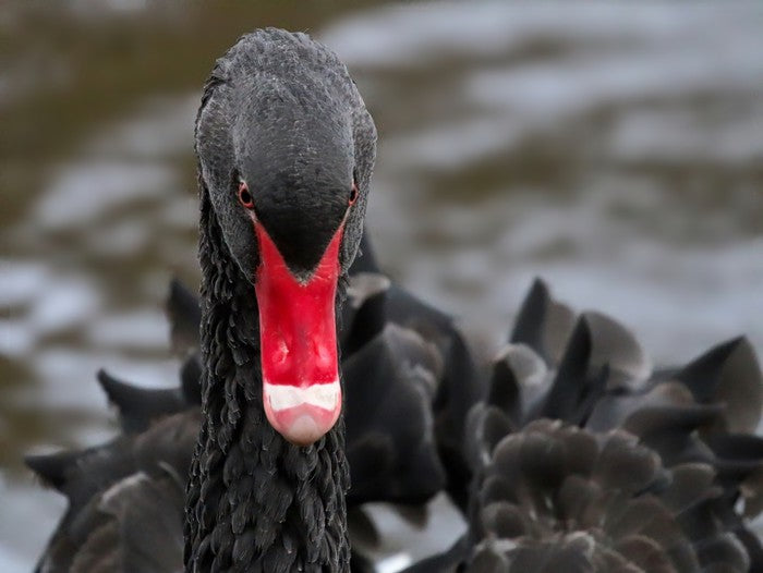 Hide and beak