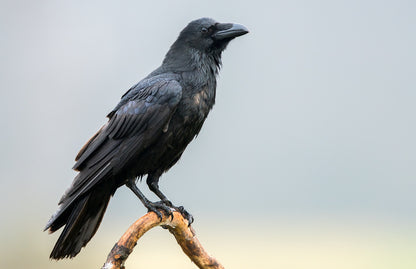 The black raven