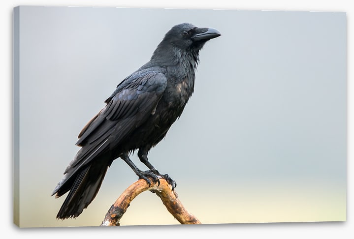 The black raven